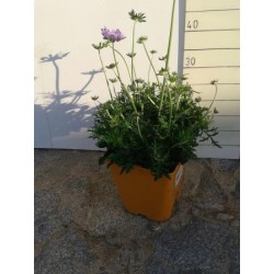 SCASP 17,5x17,5-4L MC