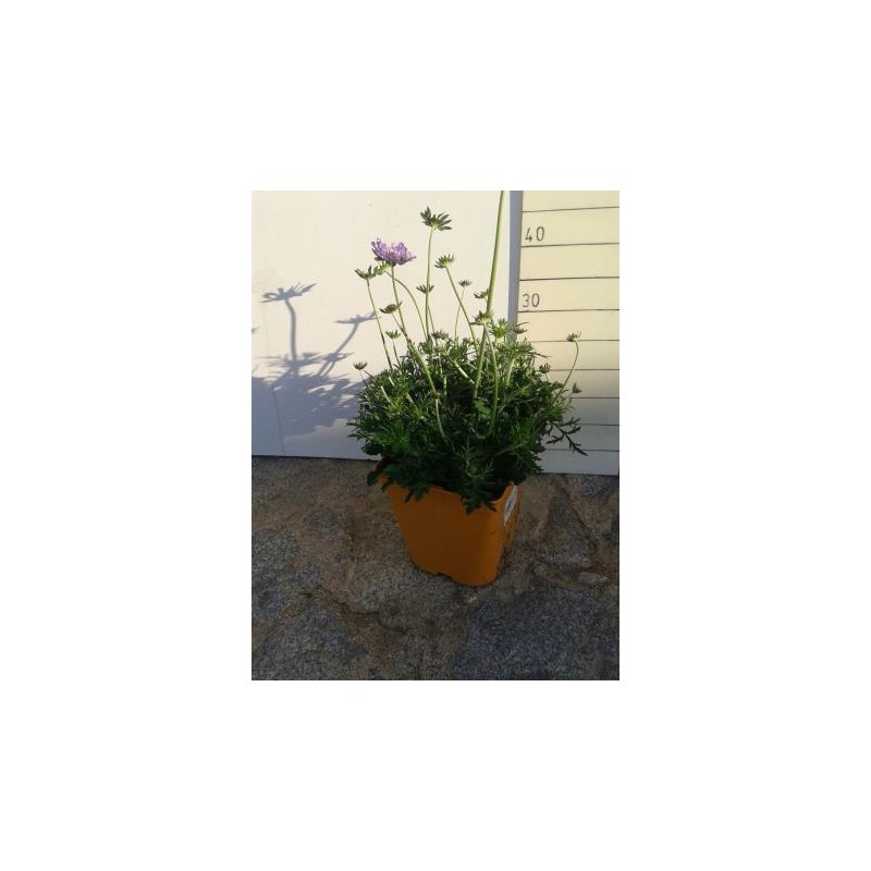 SCASP 17,5x17,5-4L MC