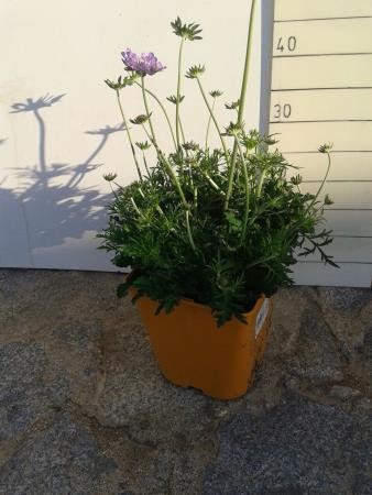 SCASP 17,5x17,5-4L MC