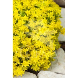 SEDUM 10,5 E