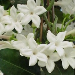 STEPH 17 MC Pant.60 E