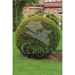 TABAC 30L Alt.100/125 E