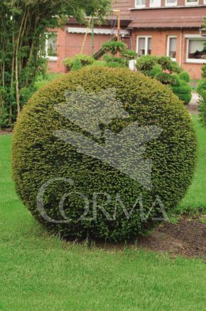 TABAC 30L Alt.100/125 E