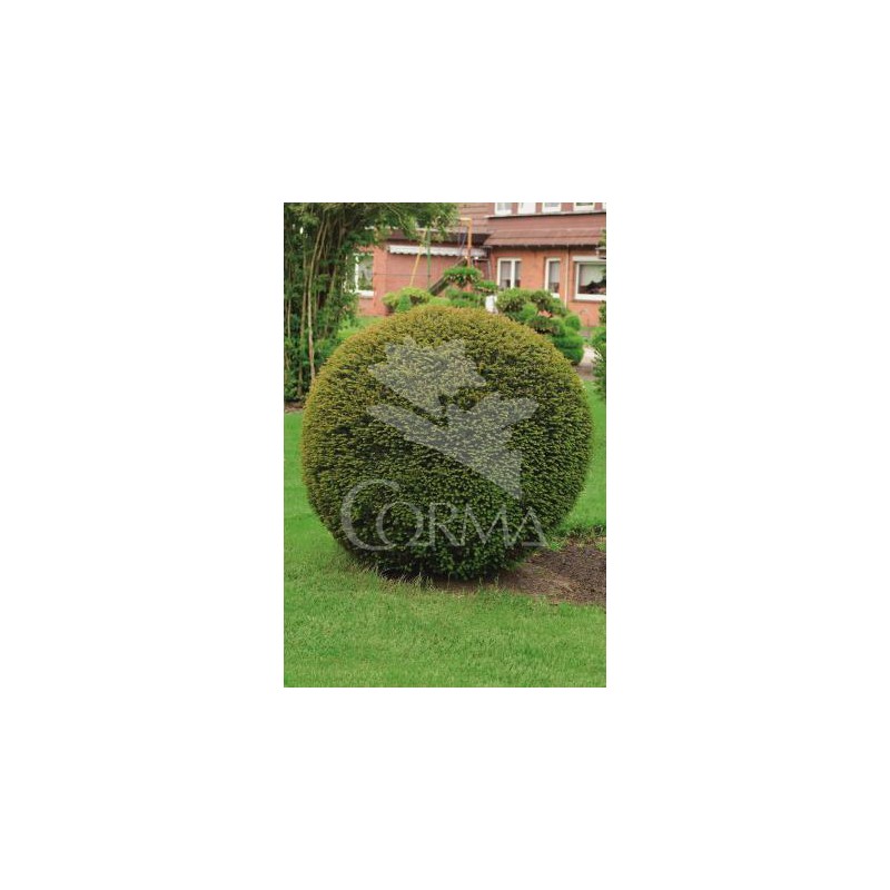 TABAC 30L Alt.125/150 E