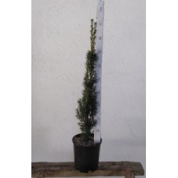 TABFA 7,5L Alt.80/100 E