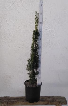 TABFA 7,5L Alt.80/100 E