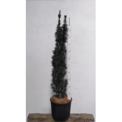 TABFA 12L Alt.100/125 E