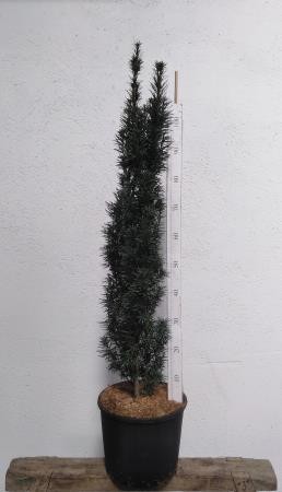 TABFA 12L Alt.100/125 E