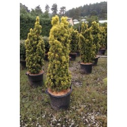 TAXDA 40L Alt.125/150 E