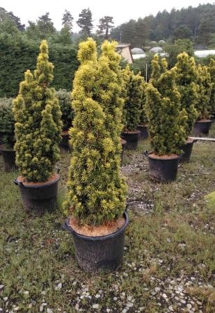 TAXDA 40L Alt.125/150 E