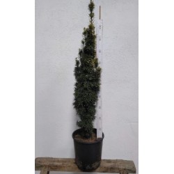 TAXDA 12L Alt.100/125 E