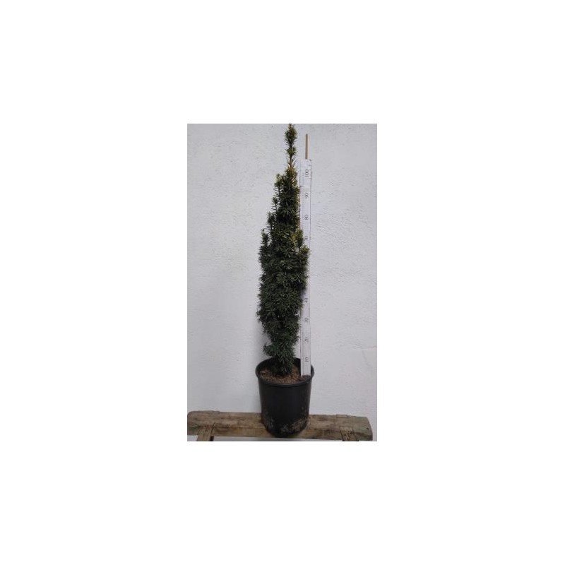 TAXDA 12L Alt.100/125 E