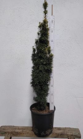 TAXDA 12L Alt.100/125 E