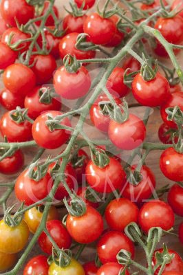 TOCHE 10,5 Redondo E