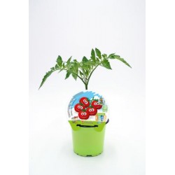 TOCHE 10,5 Colección Kids E