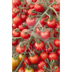 TOCHE 10,5 Black Cherry E