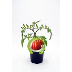 TOMBU 10,5 Corazón de Buey E