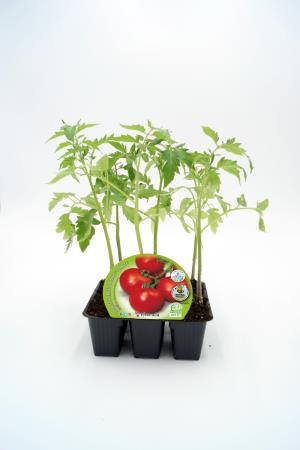 TOMCI Band.08x06 Racimo E