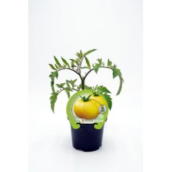 TOMCI 10,5 Racimo Amarillo E