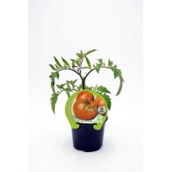 TOMKA 10,5 Ensalada Híbrido...