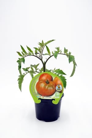 TOMKA 10,5 Ensalada Híbrido Kat E