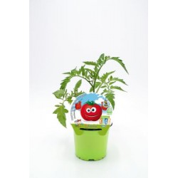 TOMMU 10,5 Colección Kids E