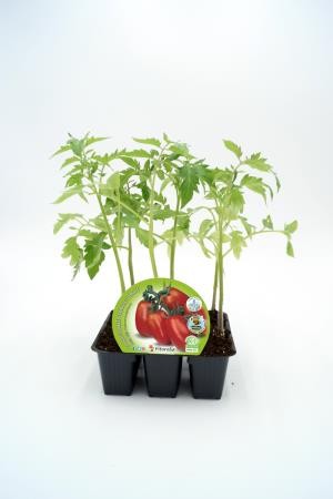 TOMPE Band.08x06 Pera Mata Baja E