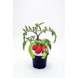 TOMPE 10,5 Pera Mata Alta E