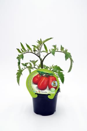 TOMPE 10,5 Pera Mata Alta E