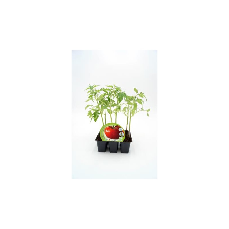 TOMTR Band.08x06 Tres Cantos E