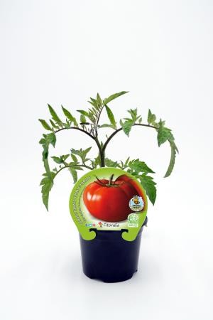 TOMTR 10,5 Tres Cantos E