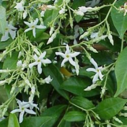 TRACI 2,5L 3Caña/tutor 75