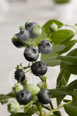 VACCI 14x14-2L 3caña/tut.40/60 E