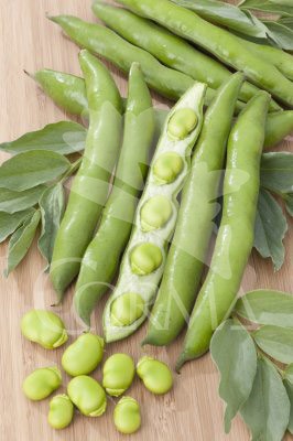 VICFA Band.08x06 Habas E