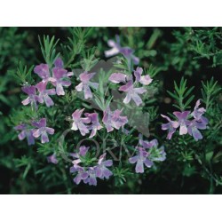 WESWY 15,5x15,5-2,5L...