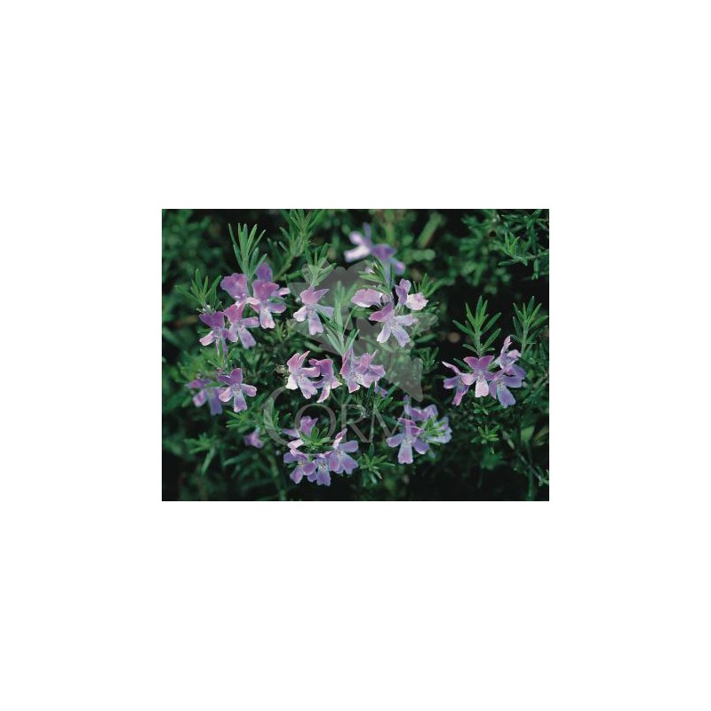 WESWY 15,5x15,5-2,5L Mediterránia