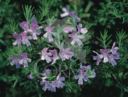 WESWY 15,5x15,5-2,5L Mediterránia