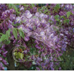 WIFMA 2L 1caña/tut.100 E