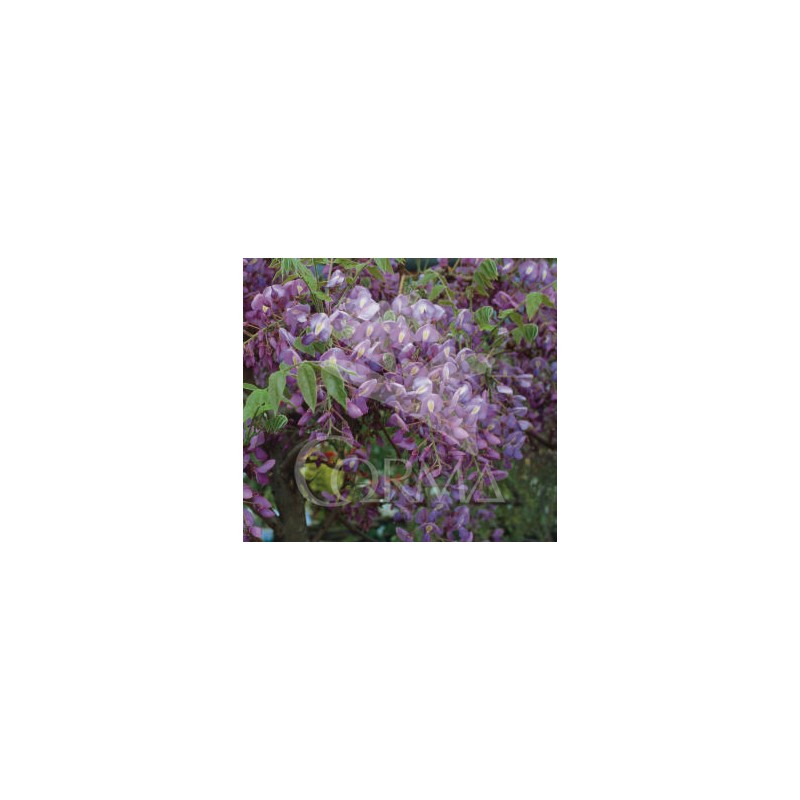 WIFMA 2L 1caña/tut.100 E