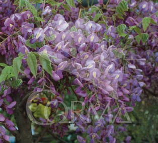 WIFMA 2L 1caña/tut.100 E