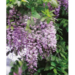 WIFRO 2L 1caña/tut.100 E