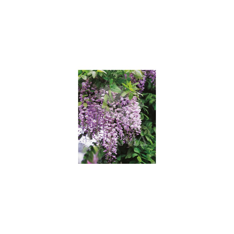 WIFRO 2L 1caña/tut.100 E