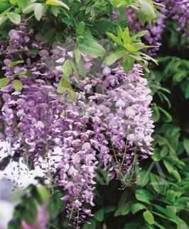 WIFRO 2L 1caña/tut.100 E