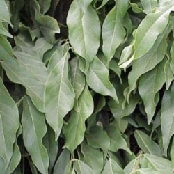 WISTE 2L 1caña/tut.100 E