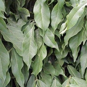 WISTE 2L 1caña/tut.100 E