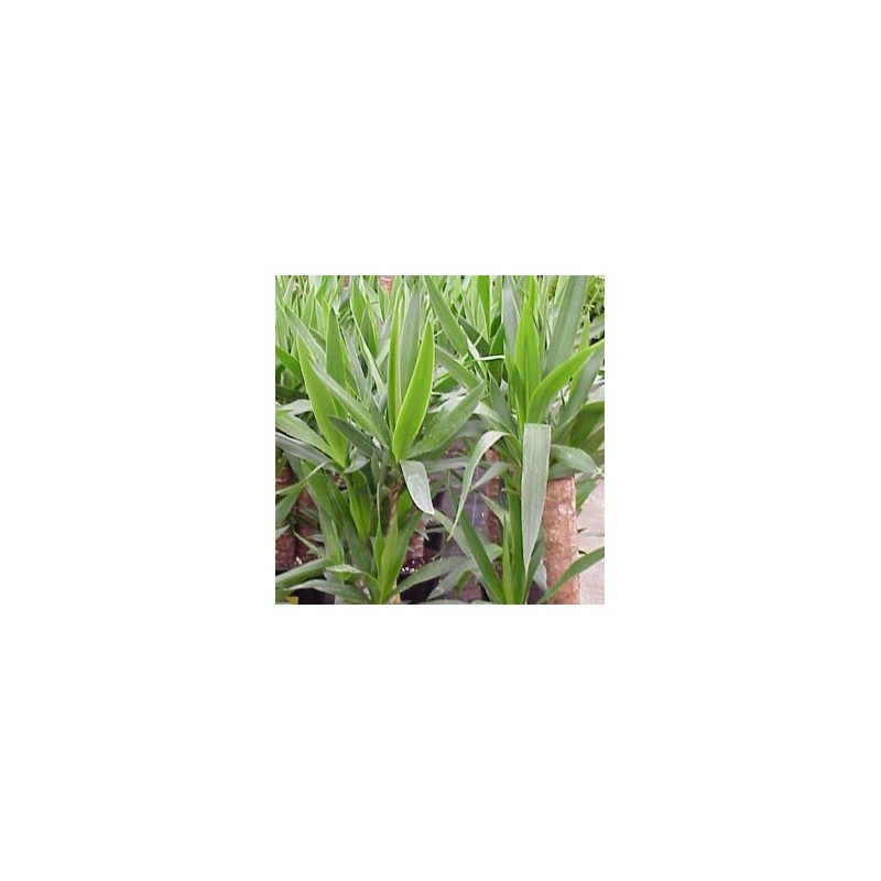 YUCCA 30 Tro30/60/90/120 E