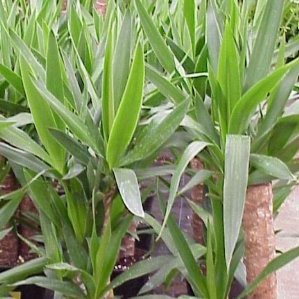 YUCCA 30 Tro30/60/90/120 E