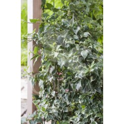 HEDEV 16 1caña/tut.150 E