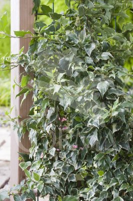 HEDEV 16 1caña/tut.150 E