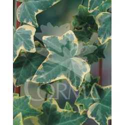 HEDGO 16 1caña/tut.150 E